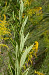 Canada goldenrod